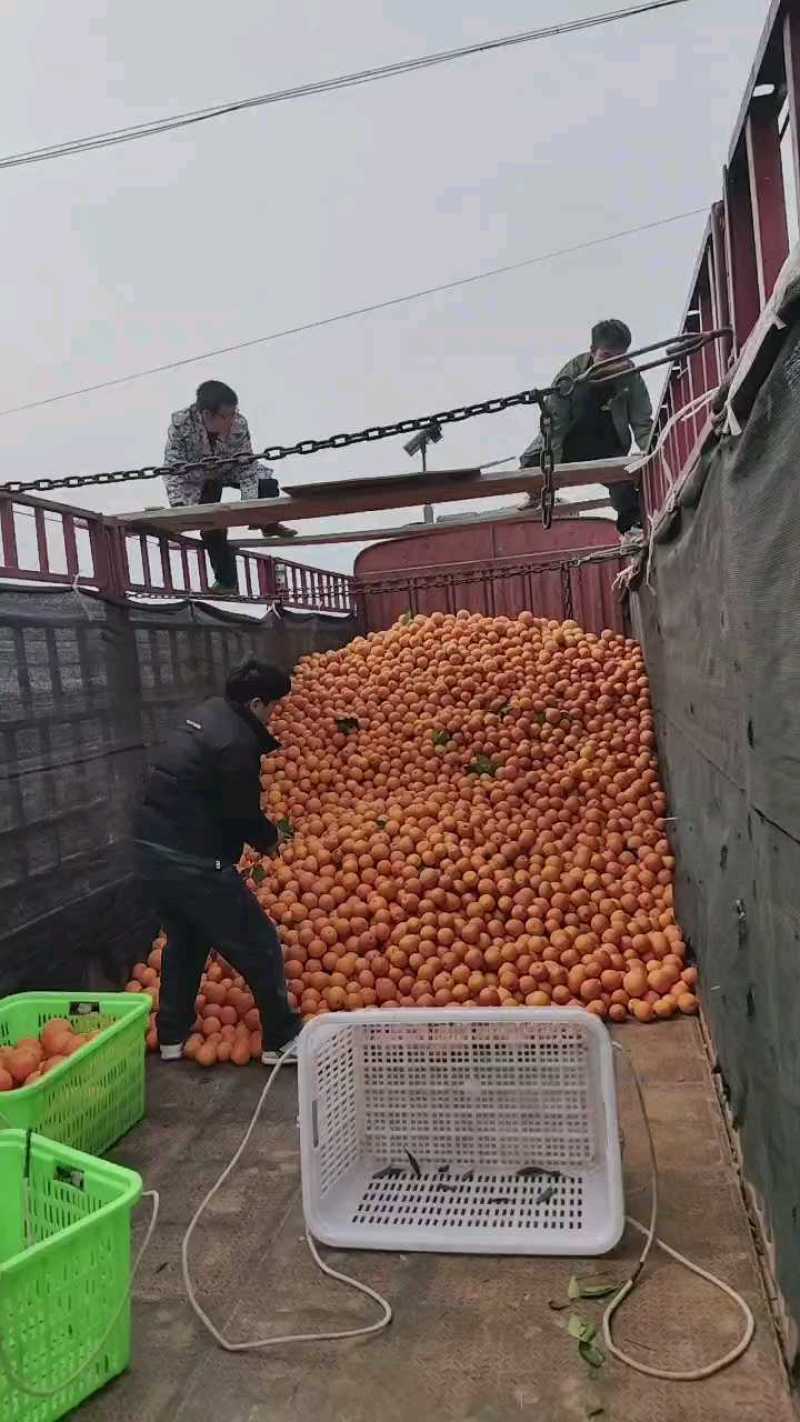 正宗奉节脐橙长江边上的民甜
