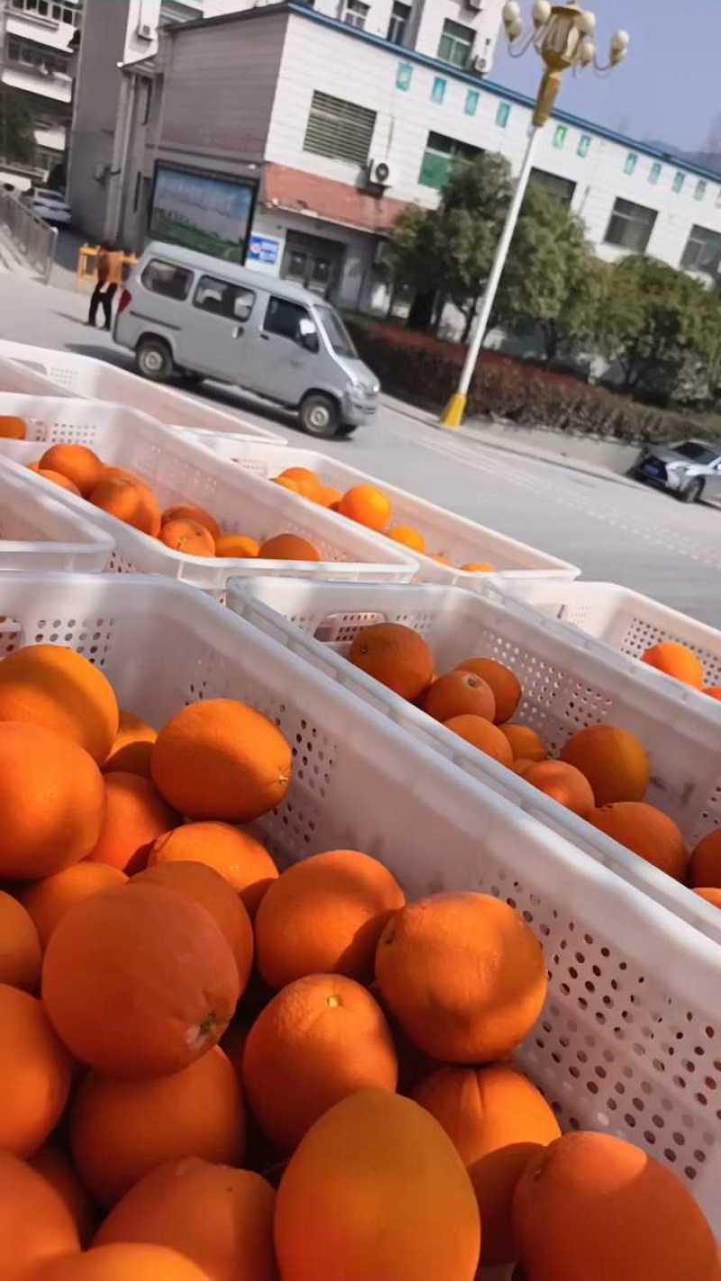 红心橙血橙果大皮薄味甜汁爆产地一手货源整车发货品质保证