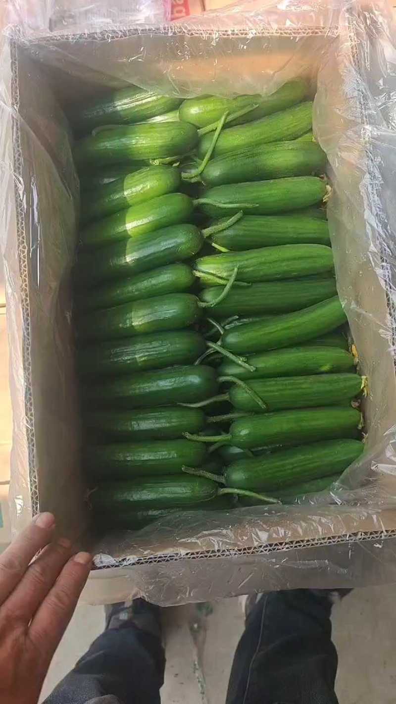 《畅销》焦作小黄瓜大量上市一手货源量大从优一条龙服务