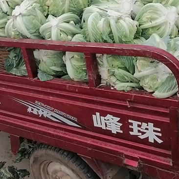 花菜菜花实花硬花西兰花城固产地大量上市