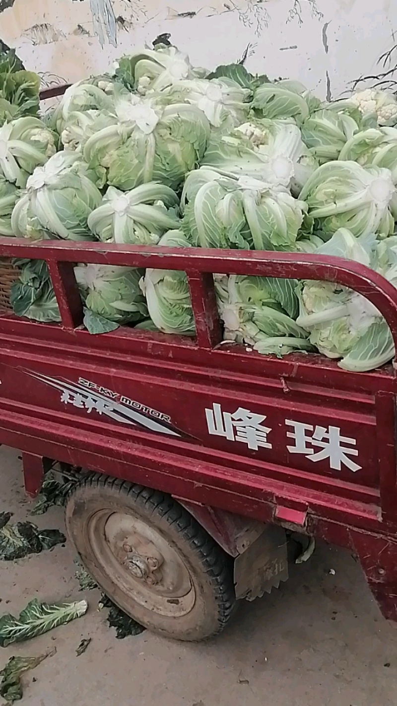 花菜菜花实花硬花西兰花城固产地大量上市
