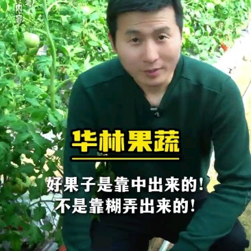 拱棚普罗旺斯大量上市
