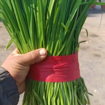昌黎县二刀韭菜火爆上市中，质量扛扛滴