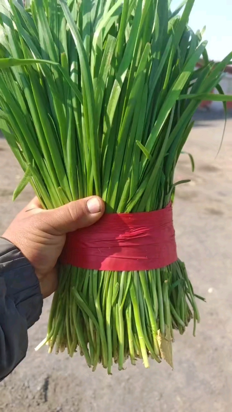 昌黎县二刀韭菜火爆上市中，质量扛扛滴