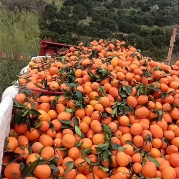脐橙纽荷尔圆红品质保证产地直发可视频看货欢迎咨询