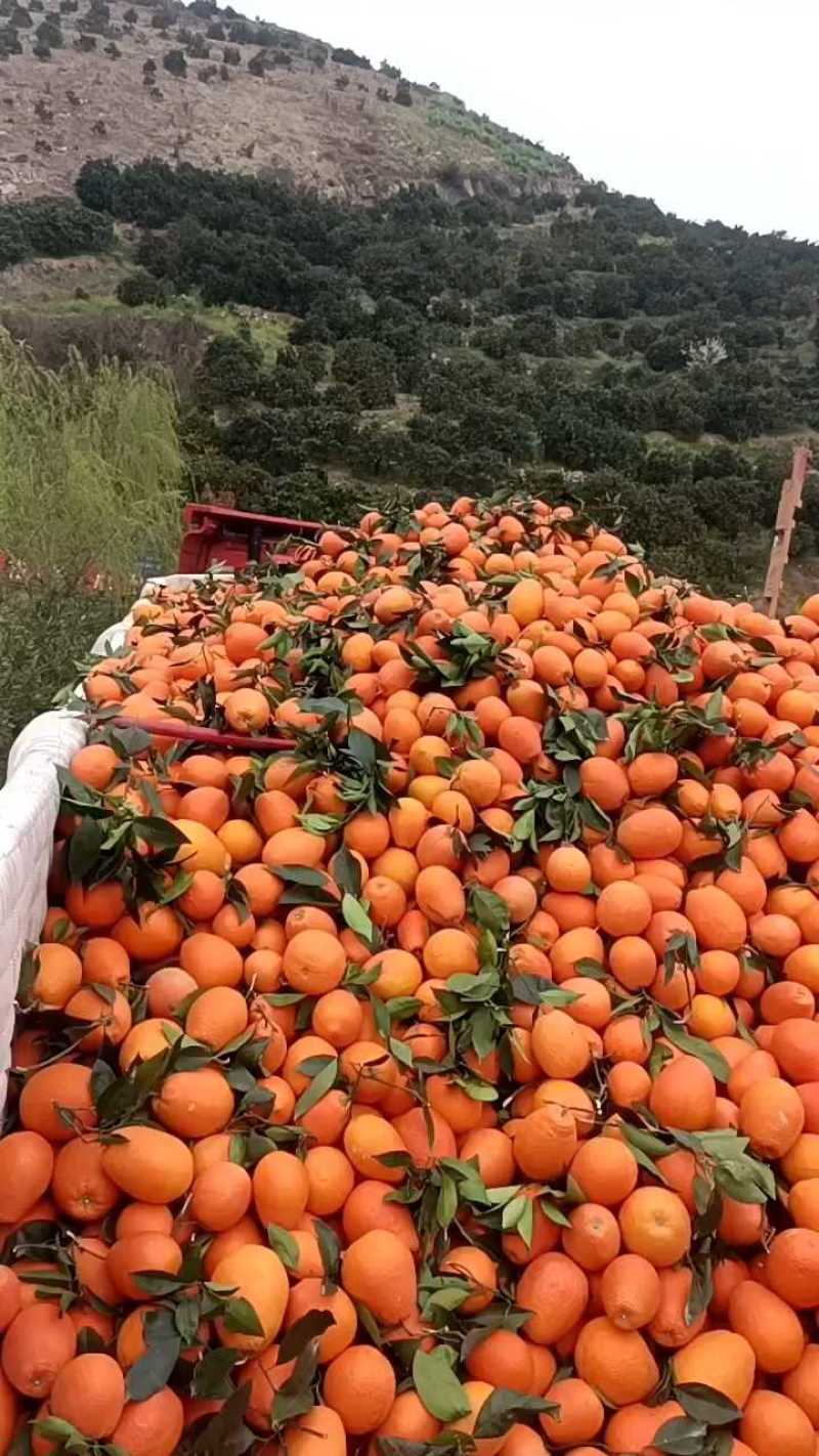 脐橙纽荷尔圆红品质保证产地直发可视频看货欢迎咨询