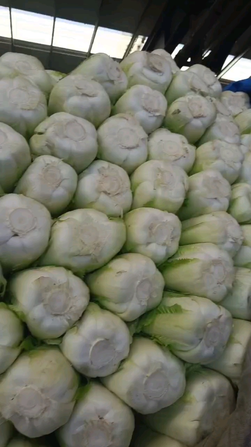 【实力商家】产地直发【保质保量】价格合理【量大从优】白菜