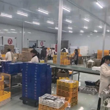 蓝莓云南蓝莓产地直发保质保量供应全国货源充足