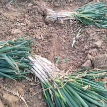 【实力】新野大葱南阳铁秆大葱产地直发大量供货按需分拣保质保量