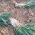 【实力】新野大葱南阳铁秆大葱产地直发大量供货按需分拣保质保量