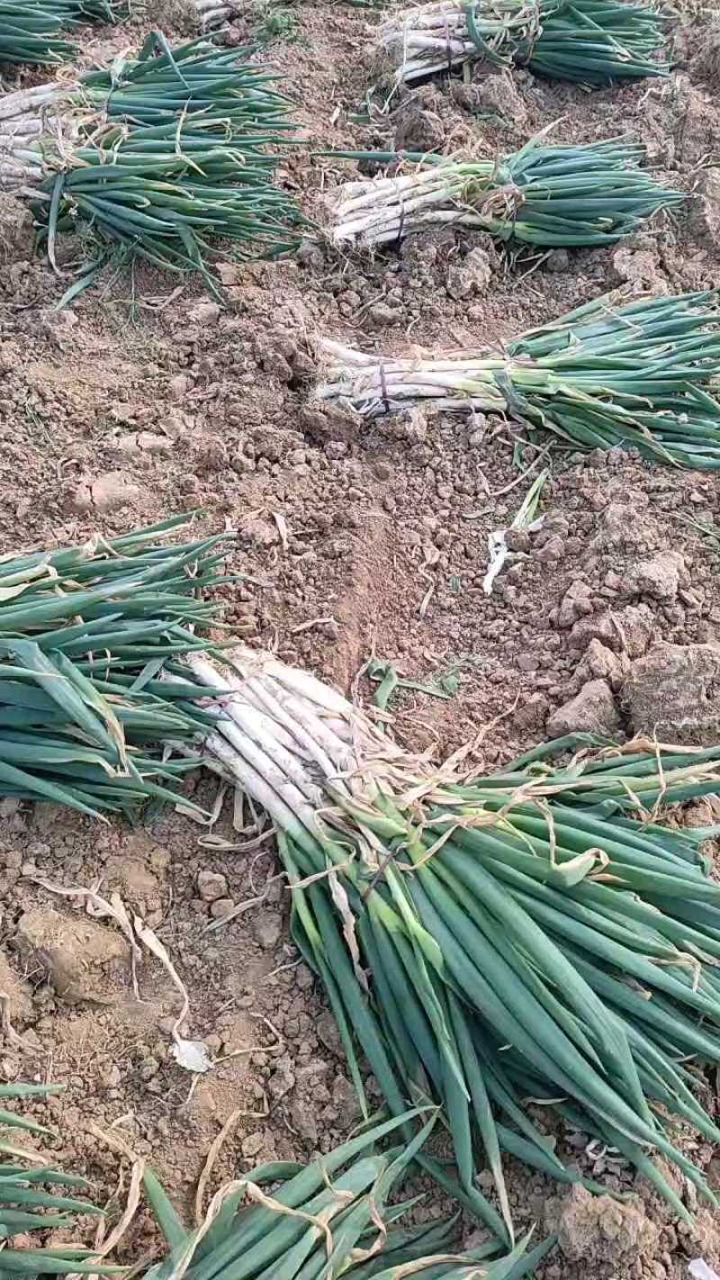 【实力】新野大葱南阳铁秆大葱产地直发大量供货按需分拣保质保量