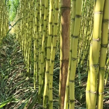 云南精品黄金甘蔗大量上市，产地直发，全国供货，可视频看货