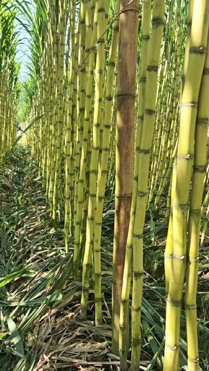 云南精品黄金甘蔗大量上市，产地直发，全国供货，可视频看货