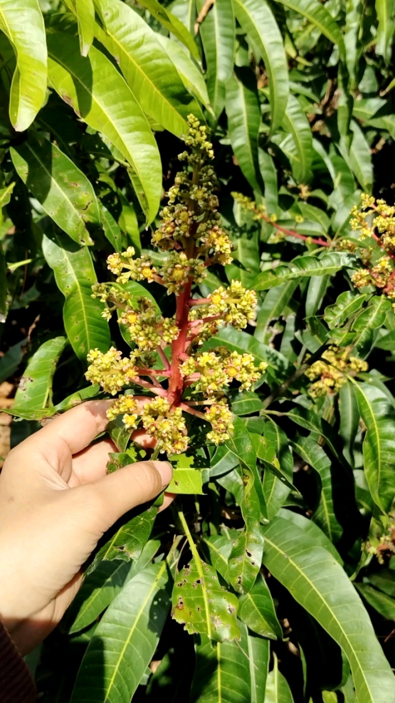 澳芒果苗也叫苹果芒，大果子香甜好吃的，嫁接苗