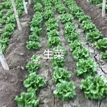 生菜大量上市，货量充足，抓紧抢购！