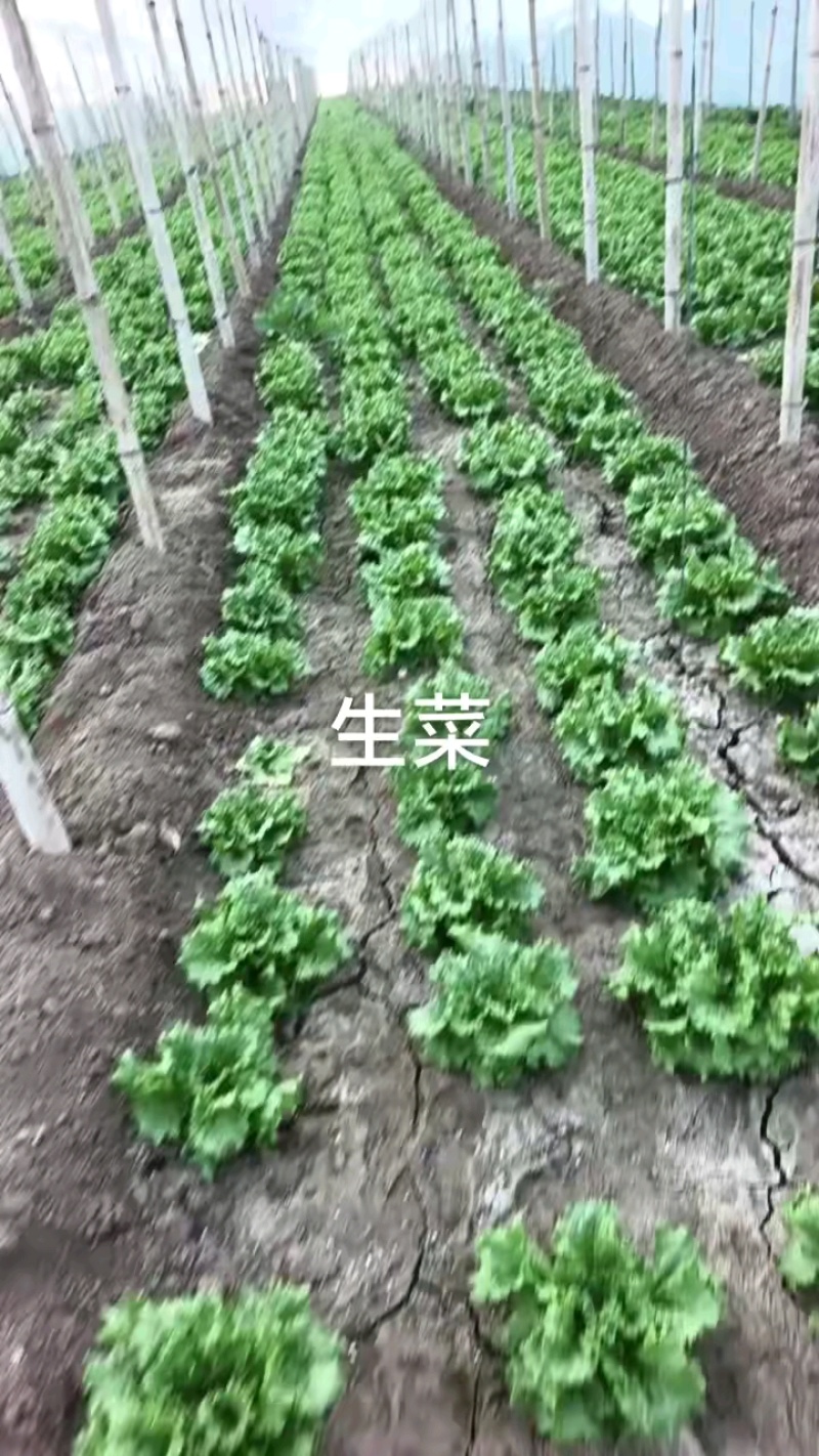 生菜大量上市，货量充足，抓紧抢购！