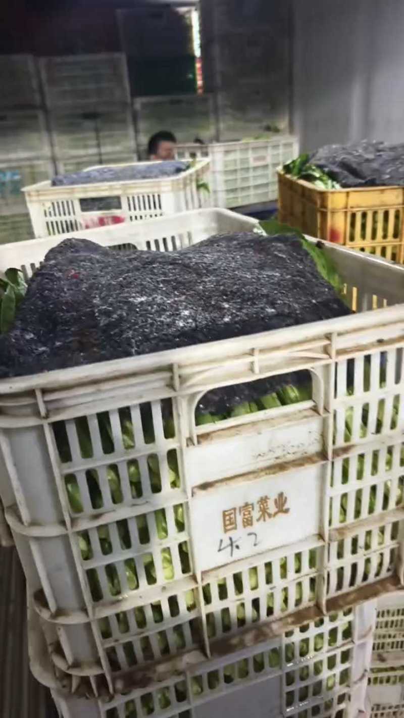 油麦菜产地直销量大质优价格优惠支持视频看货欢迎采购