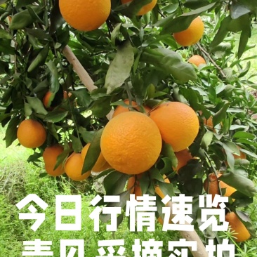 青见柑桔60起采，1.3元，四川资阳发货
