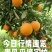 青见柑桔60起采，1.3元，四川资阳发货