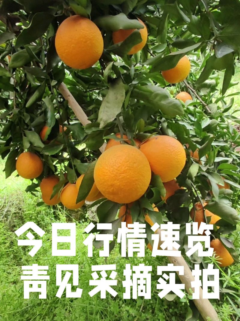 青见柑桔60起采，1.3元，四川资阳发货