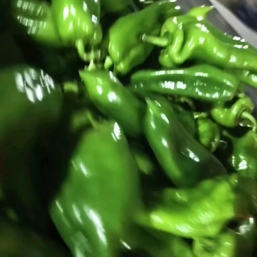 散装泡椒，大量到货！