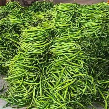 8号绿线椒