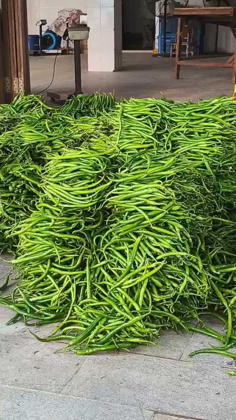 8号绿线椒