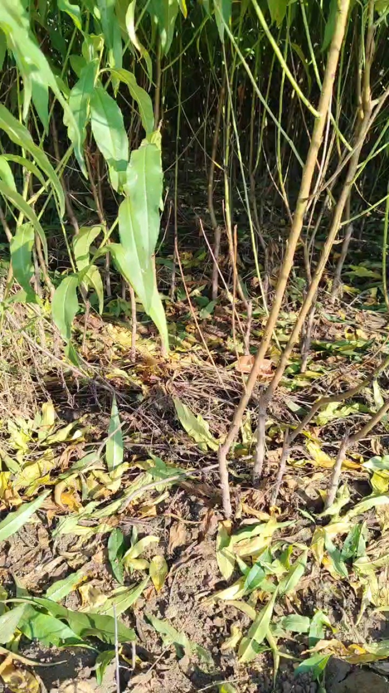 毛桃苗批发批发各种桃苗。规格齐全，0.5一，两公分，通货