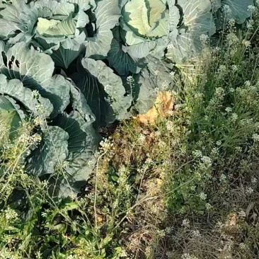 湖北省嘉鱼县奥奇娜扁包菜，产地直销，随行就市。