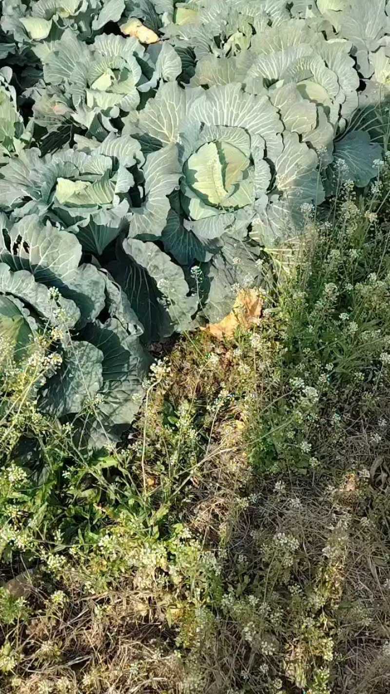湖北省嘉鱼县奥奇娜扁包菜，产地直销，随行就市。