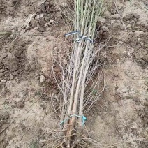 毛桃苗桃树实生苗直供1-3公分毛桃树苗，定向预订