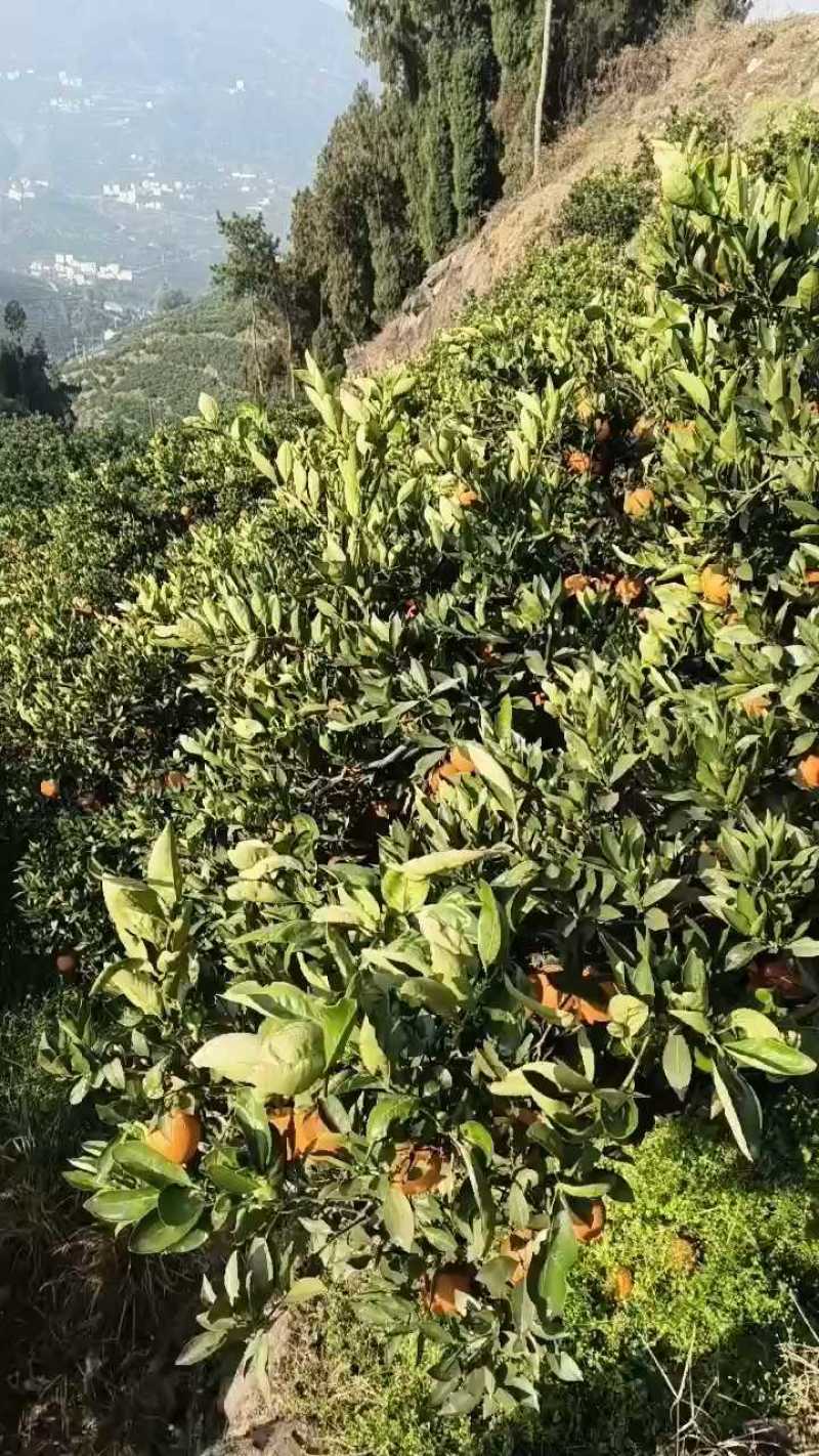 九月红脐橙自家果园，产地大量上市，保质保量。