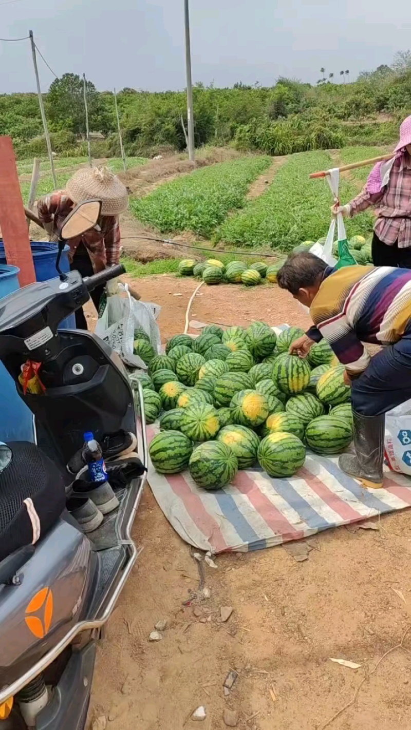 大量采摘，货源充足，快来抢购！