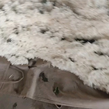 基地现采白棋，包装完好，叶子清爽无锈味