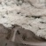 基地现采白棋，包装完好，叶子清爽无锈味