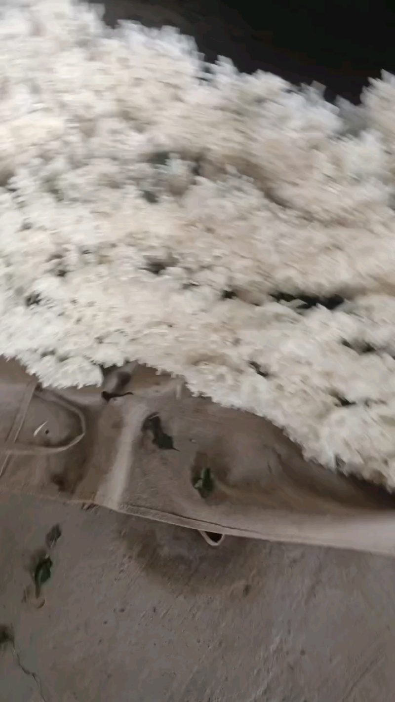 基地现采白棋，包装完好，叶子清爽无锈味