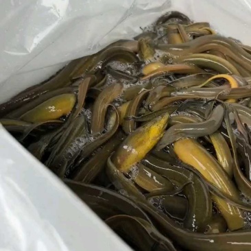 刚到货十多吨，每公斤40元
