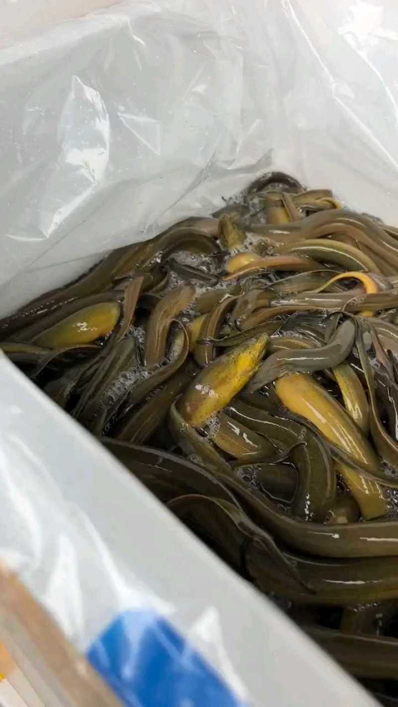 刚到货十多吨，每公斤40元