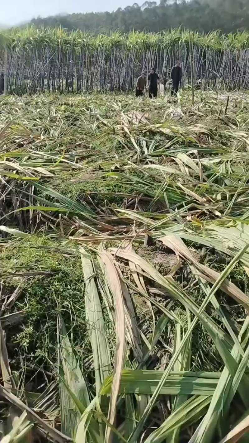 【黑甘蔗苗】黑皮甘蔗苗甘蔗种苗精品货源充足价优欢迎采购