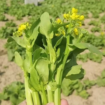 菜苔白菜苔红菜苔对接全国电商社区团购商超市场