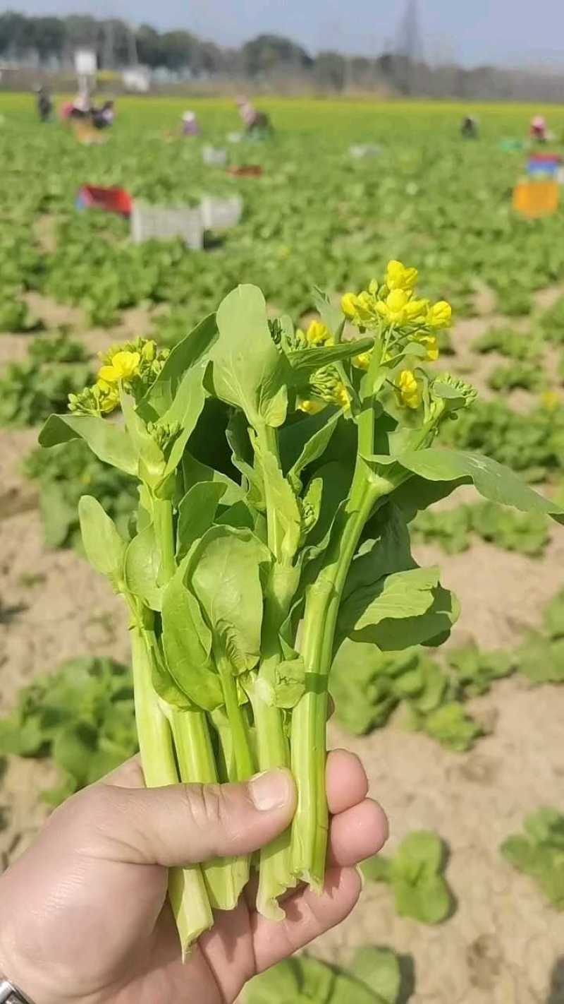 菜苔白菜苔红菜苔对接全国电商社区团购商超市场