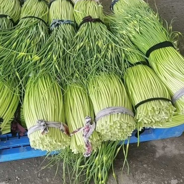 蒜苔白帽蒜苔红帽蒜苔全国发货量大从优，欢迎咨订购