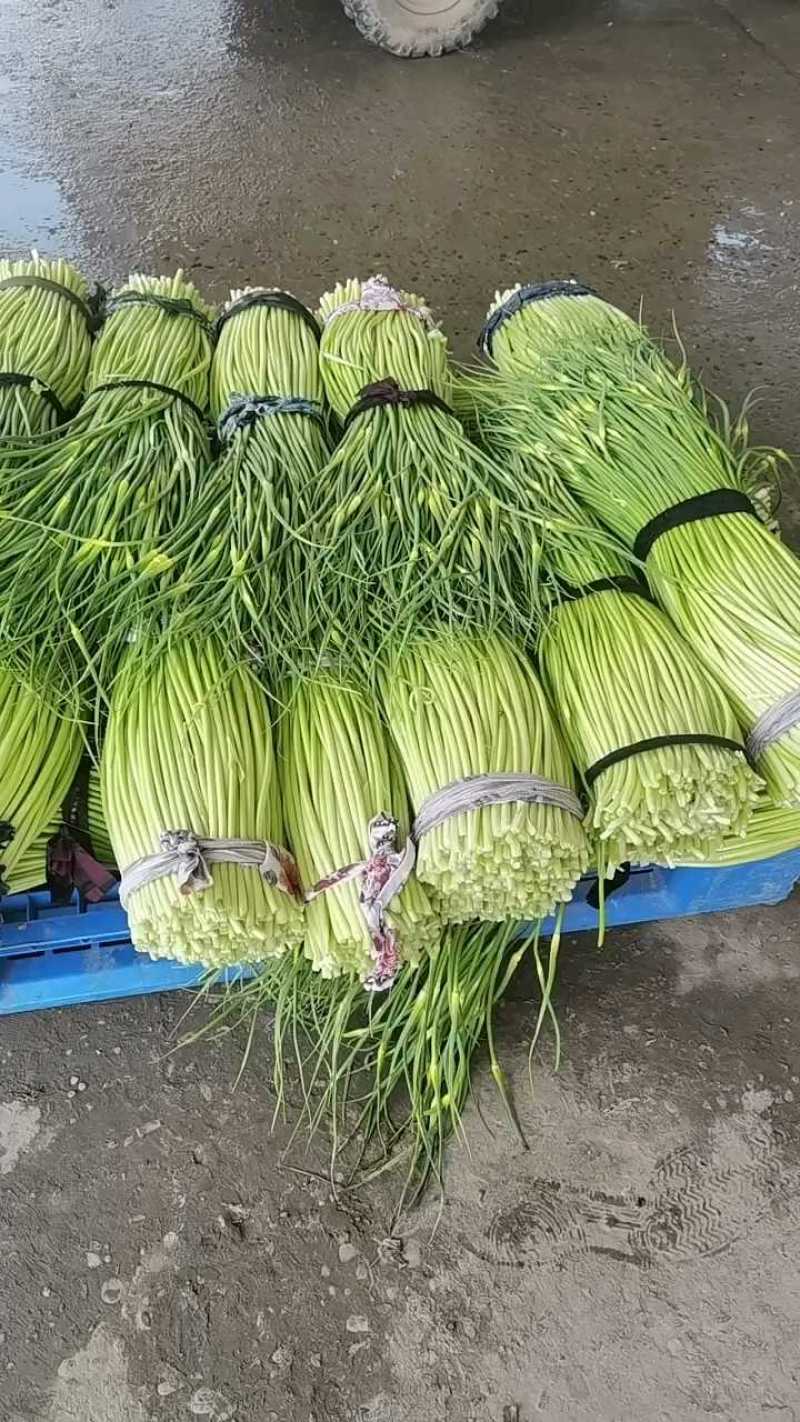 蒜苔白帽蒜苔红帽蒜苔全国发货量大从优，欢迎咨订购