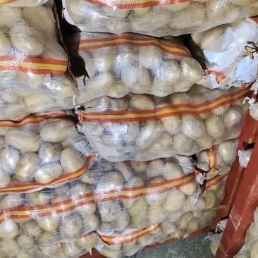 山东精品荷兰十五土豆大量现货供应全国电商批发市场欢迎咨询