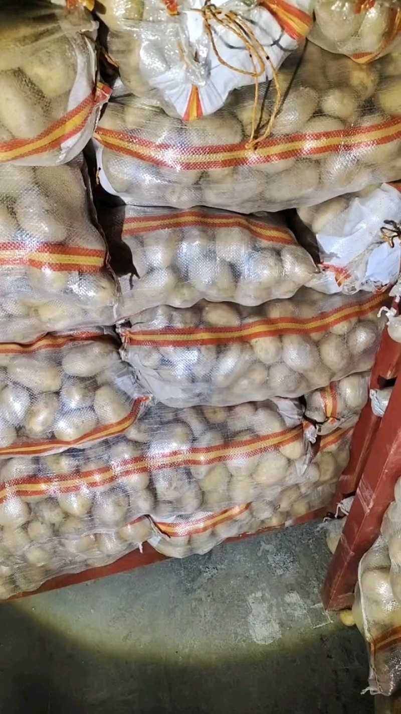 山东精品荷兰十五土豆大量现货供应全国电商批发市场欢迎咨询