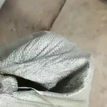 开封通许青萝卜产地直发大量有货欢迎采购商随时咨询实地看货