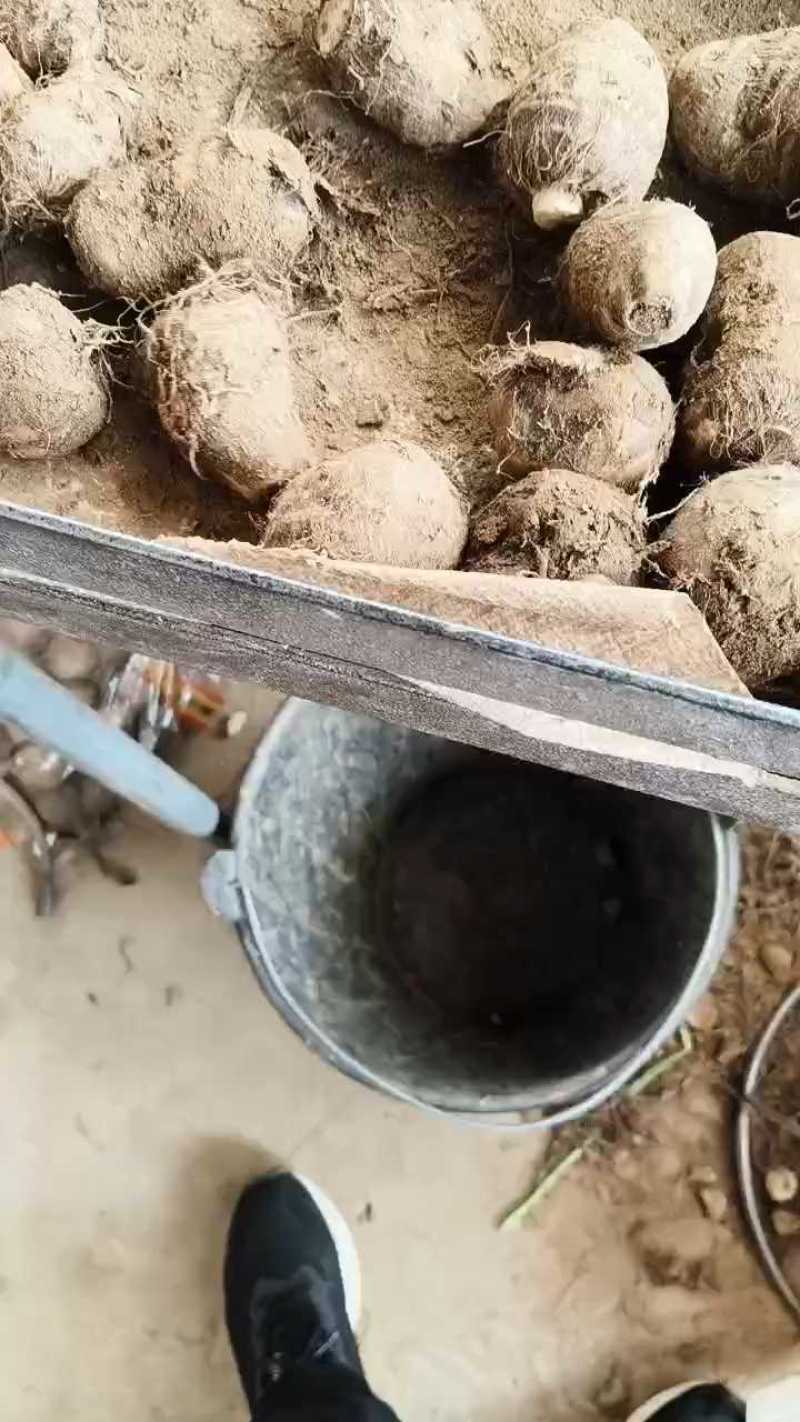 大球芋头分拣中，果形饱满一块七！