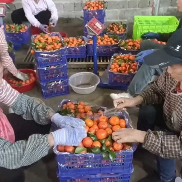 广西砂糖橘大量有货，果面干净，低至两三毛