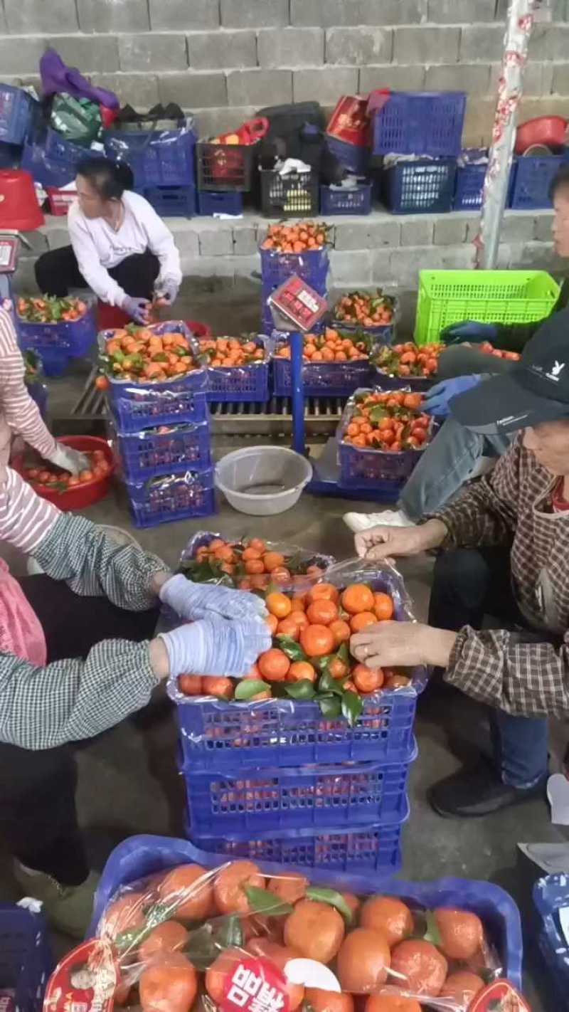 广西砂糖橘大量有货，果面干净，低至两三毛