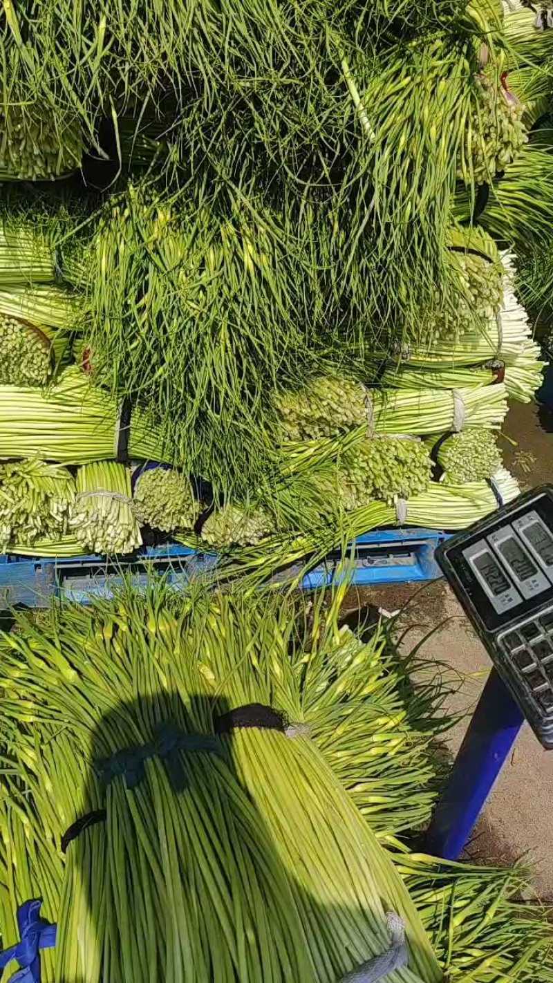 湖北荆门白帽蒜薹产地直发一手货源批发品质保证价格美丽